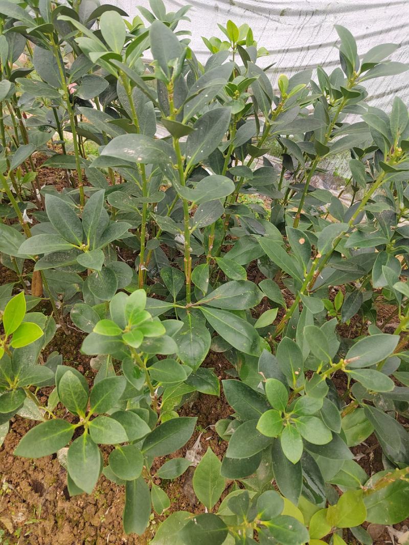 木王品种