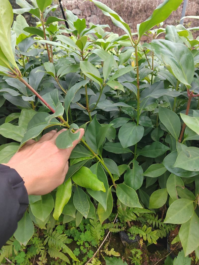 木王品种