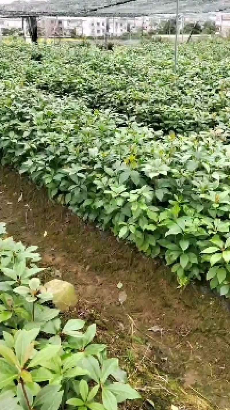 木王品种