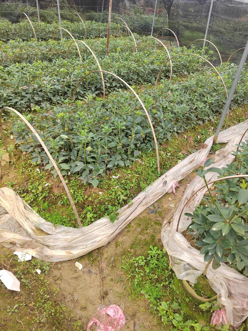 木王品种