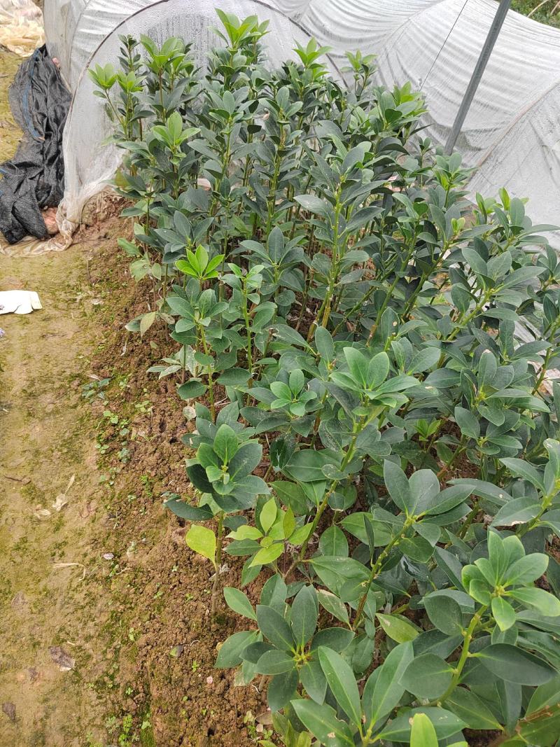 木王品种