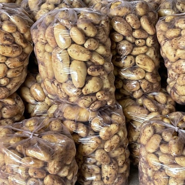 新鲜土豆荷兰十五货源充足量大从优支持视频看货