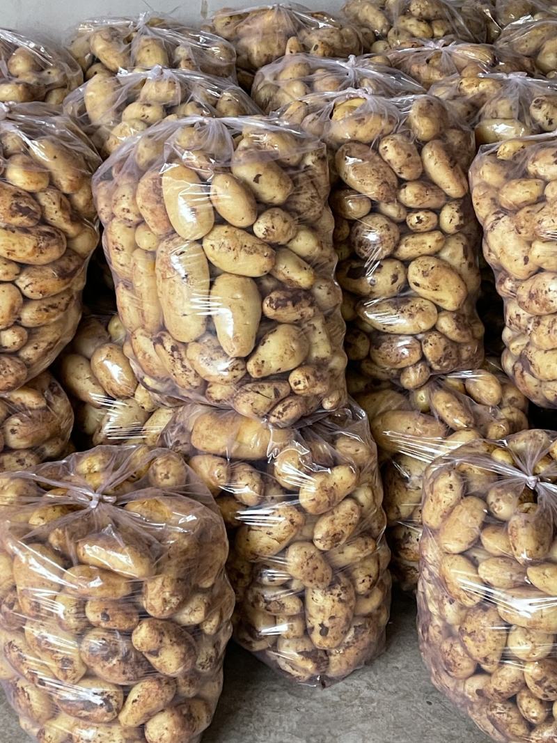 新鲜土豆荷兰十五货源充足量大从优支持视频看货