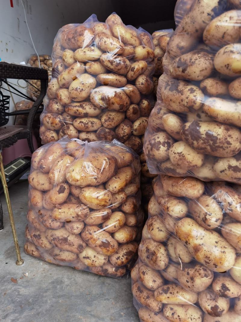 新鲜土豆荷兰十五货源充足量大从优支持视频看货
