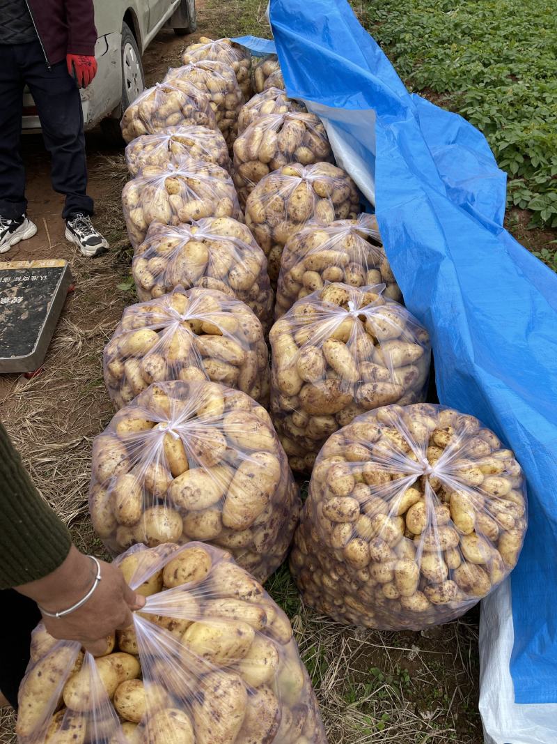 新鲜土豆荷兰十五货源充足量大从优支持视频看货
