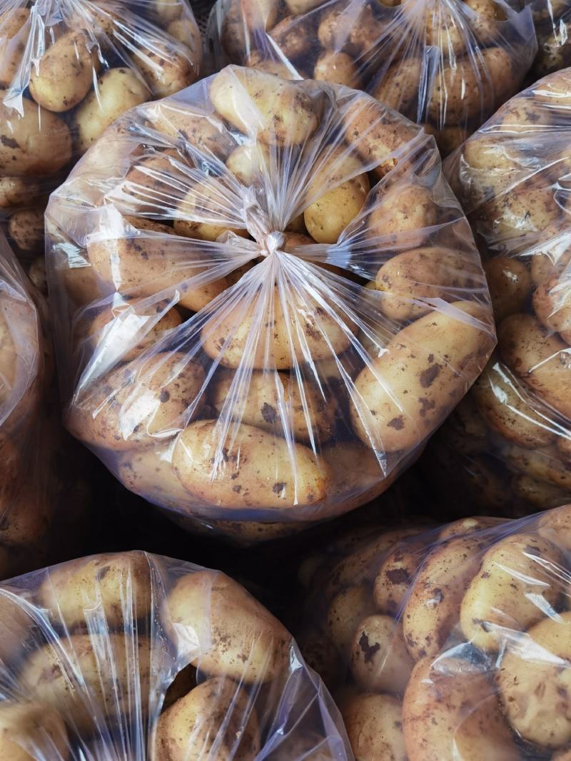 新鲜土豆荷兰十五货源充足量大从优支持视频看货