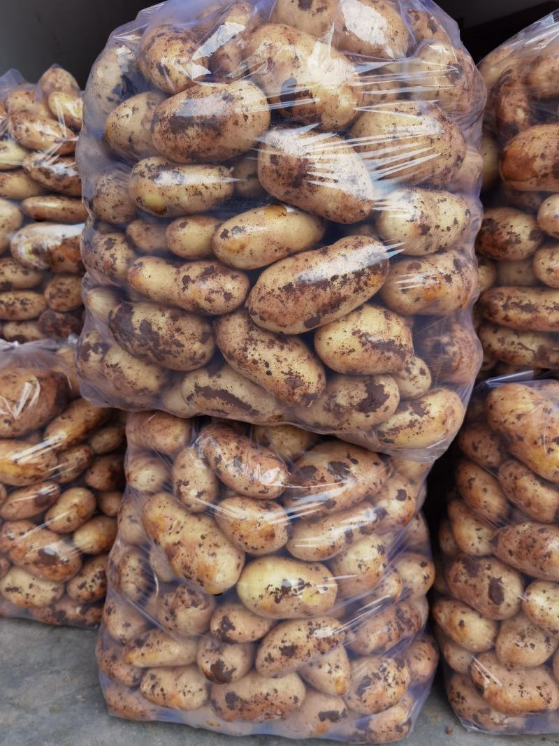 新鲜土豆荷兰十五货源充足量大从优支持视频看货
