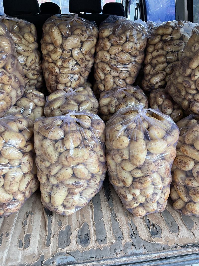 新鲜土豆荷兰十五货源充足量大从优支持视频看货