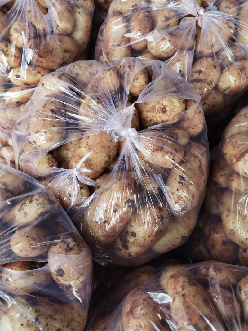 新鲜土豆荷兰十五货源充足量大从优支持视频看货