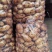 新鲜土豆荷兰十五货源充足量大从优支持视频看货
