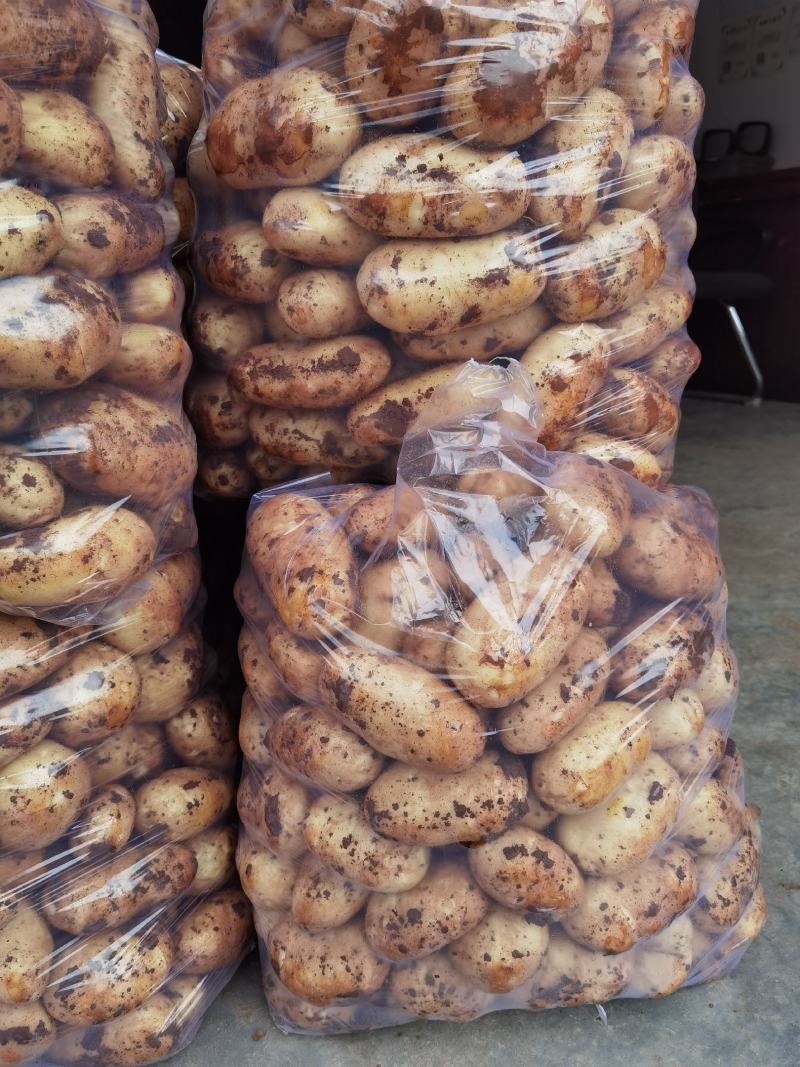 新鲜土豆荷兰十五货源充足量大从优支持视频看货