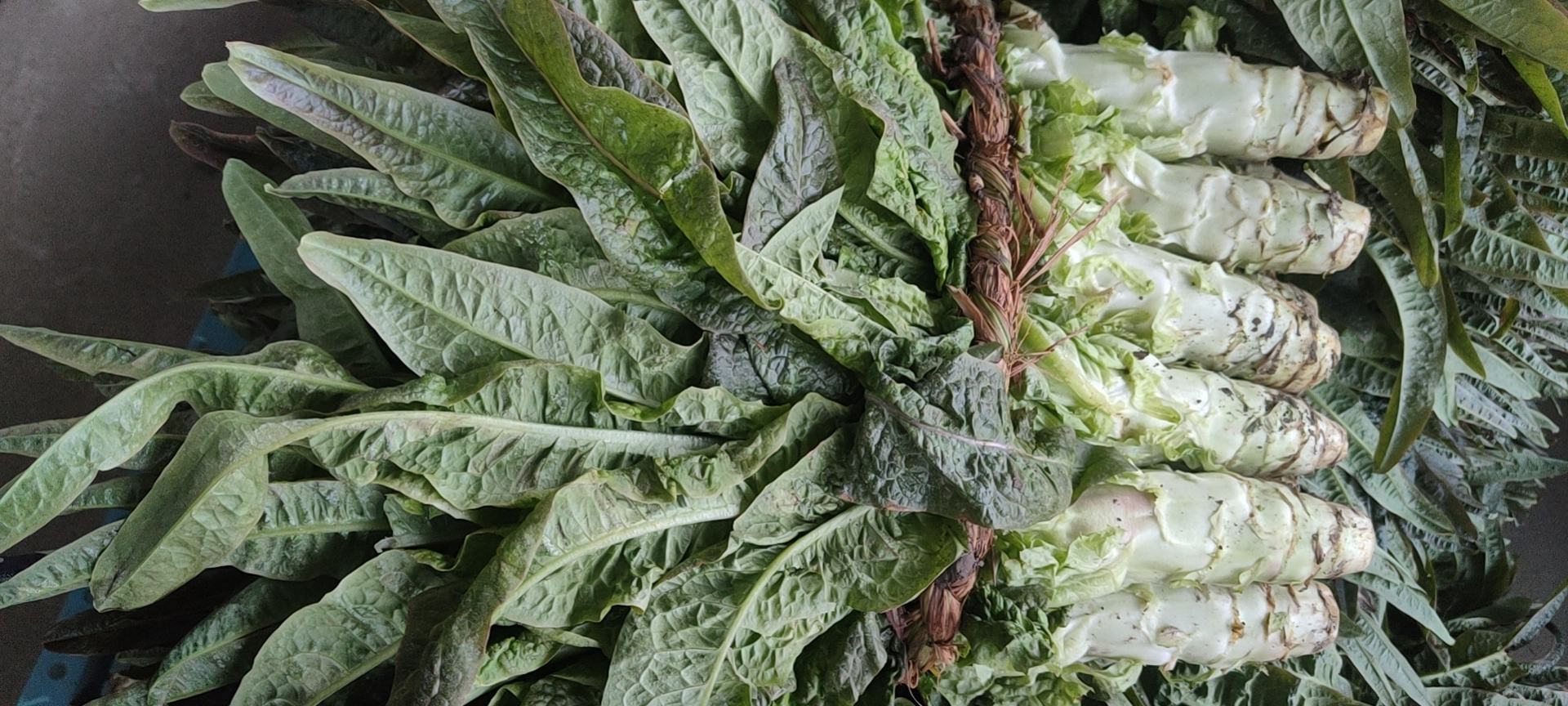 紫菜苔幼苗期的嫩芽特写
