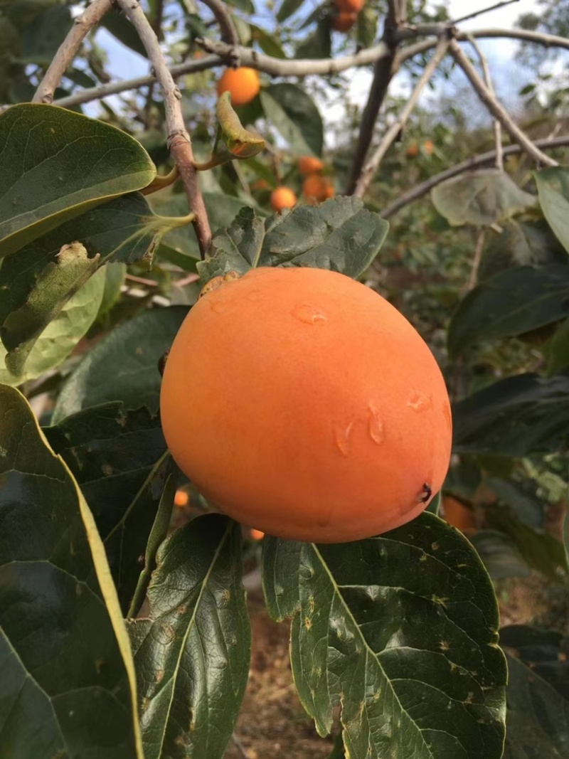【精品】正宗富平柿饼三斤装。一手货源产地直发现货量多优惠