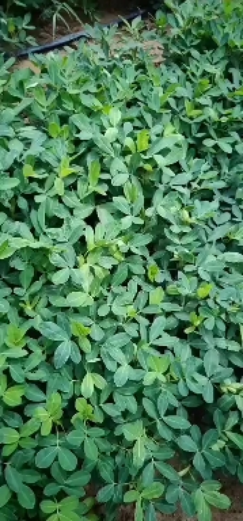 云南孟连黑花生