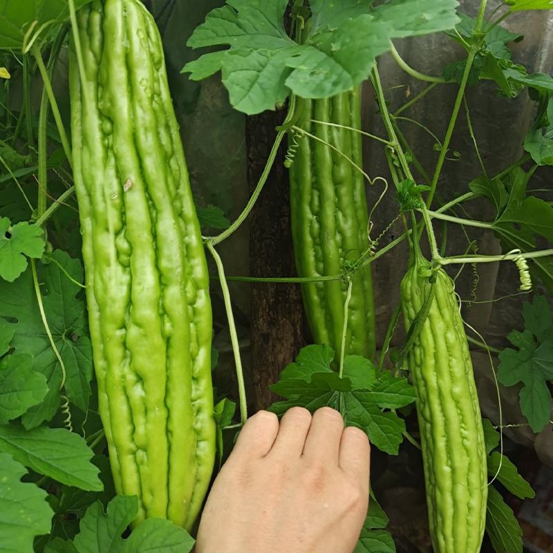 （精选苗）苦瓜苗青苦瓜苗，条形顺直，抗病能力强