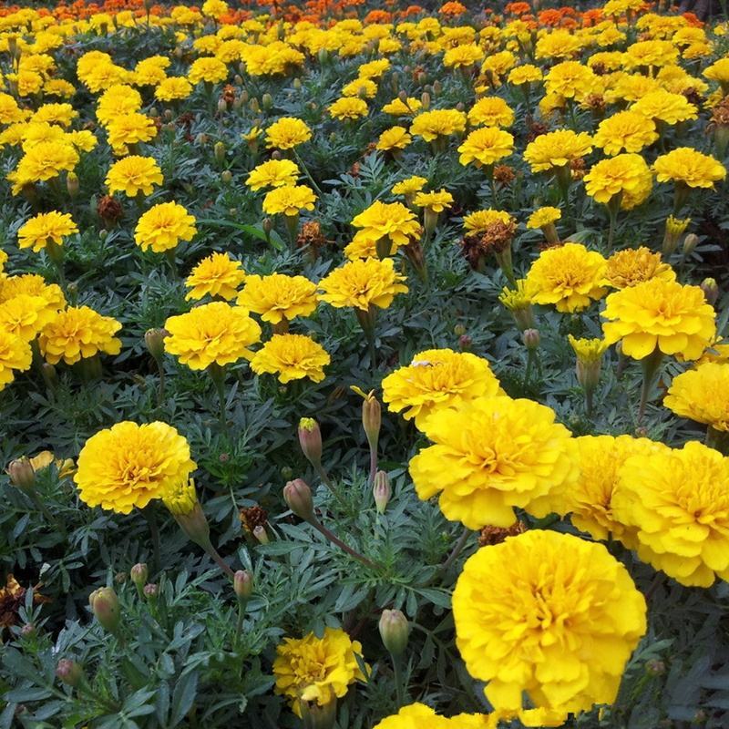 孔雀草花种籽子混色耐旱阳台盆栽庭院花卉四季种易活小万寿菊