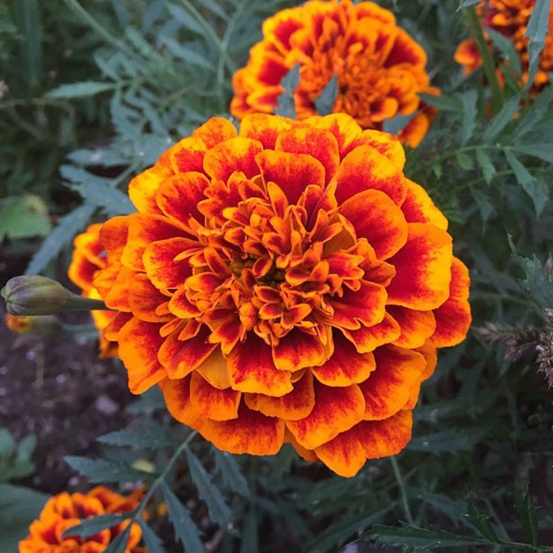 孔雀草花种籽子混色耐旱阳台盆栽庭院花卉四季种易活小万寿菊