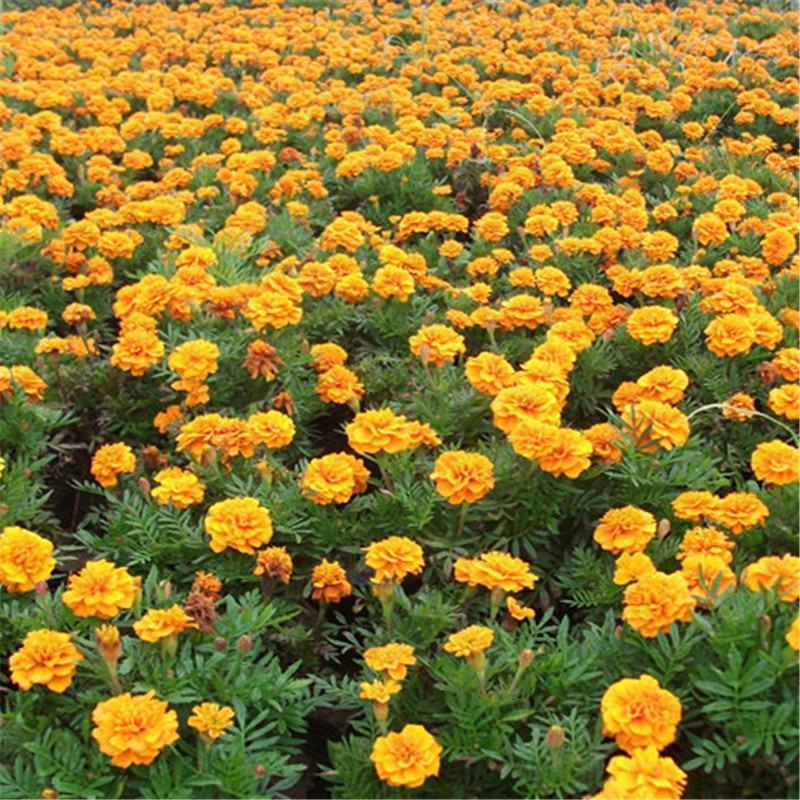 孔雀草花种籽子混色耐旱阳台盆栽庭院花卉四季种易活小万寿菊