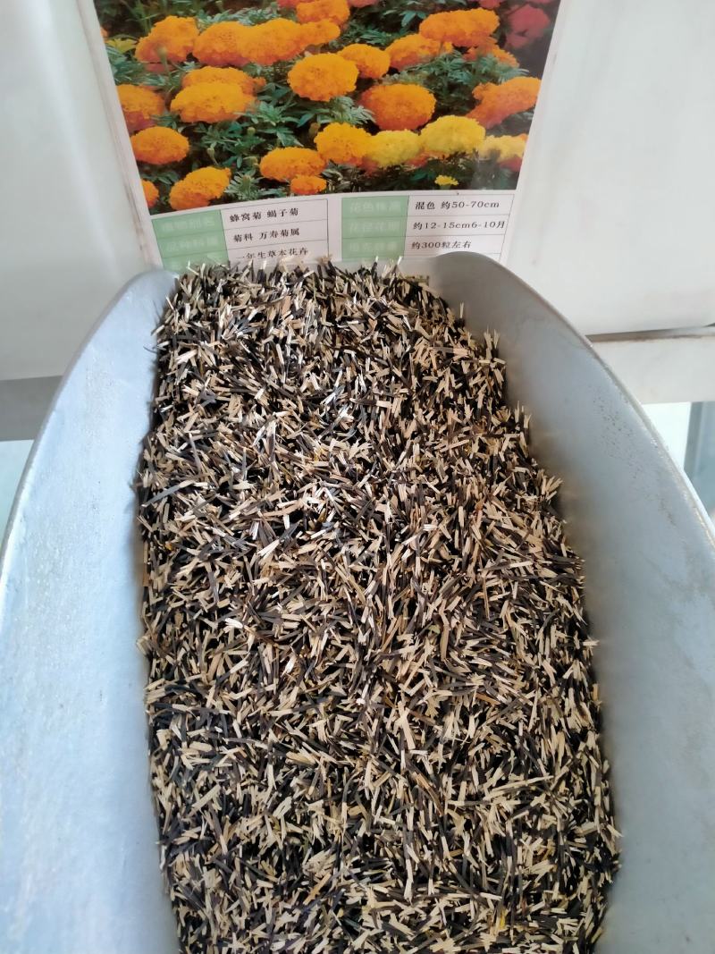 孔雀草花种籽子混色耐旱阳台盆栽庭院花卉四季种易活小万寿菊