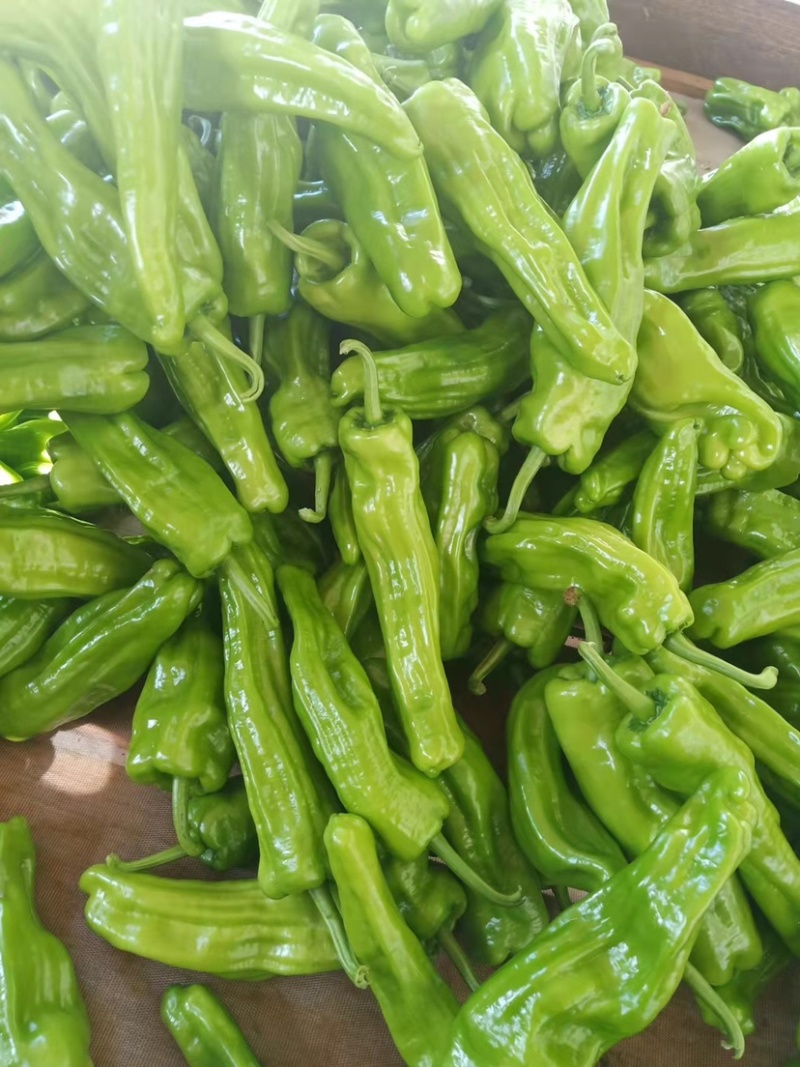芜湖椒10~15厘米中辣青