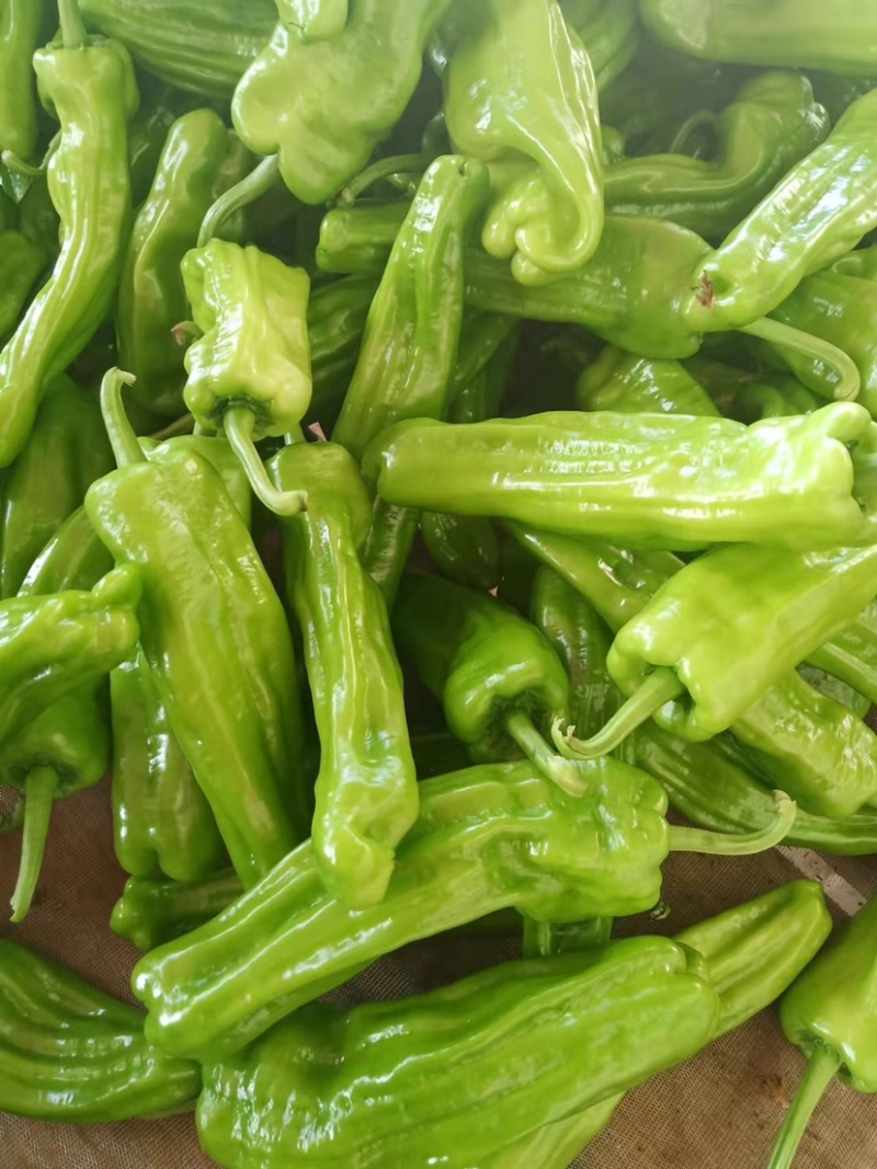 芜湖椒10~15厘米中辣青