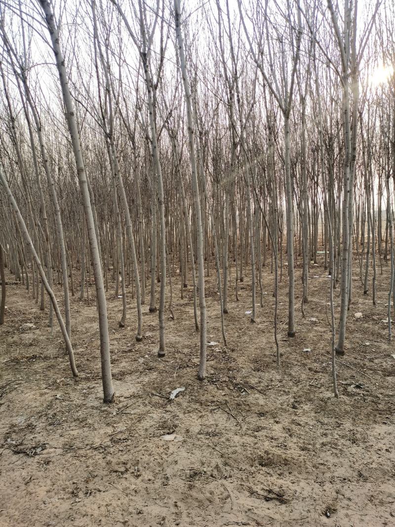 白蜡，速生白蜡3-4-5-7-9公分大量有货