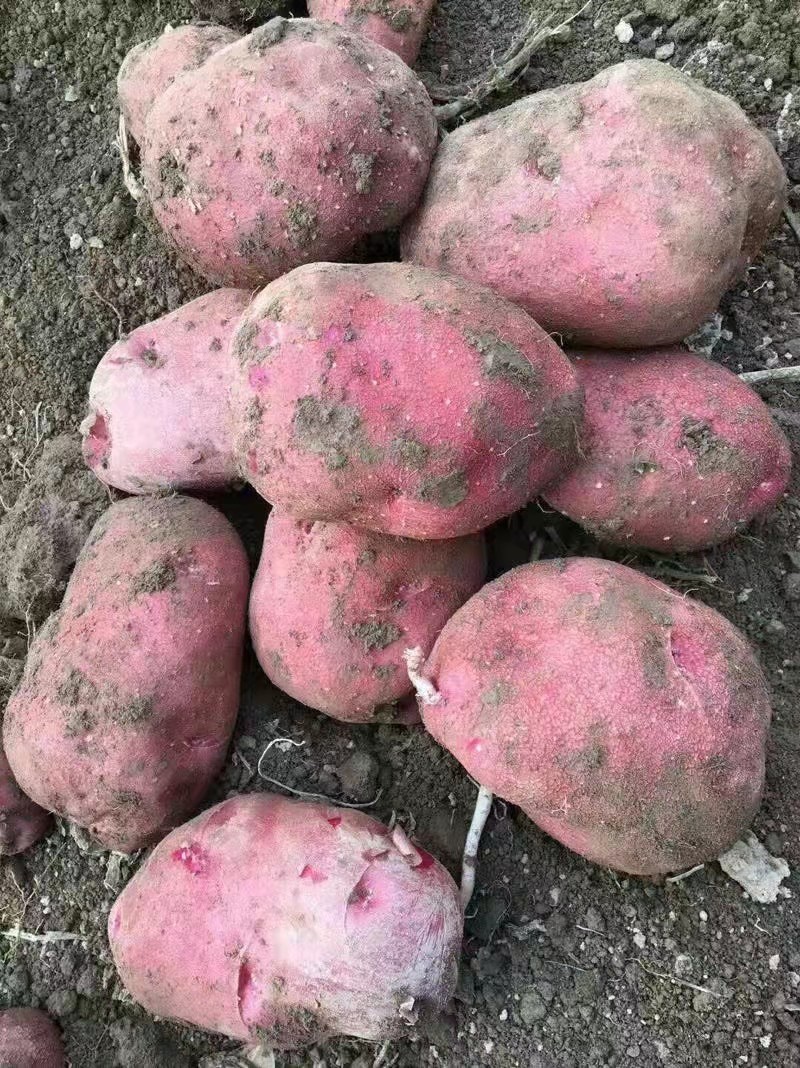 定西青署9号、质量保证、无虫眼、口感好、淀粉含量丰富