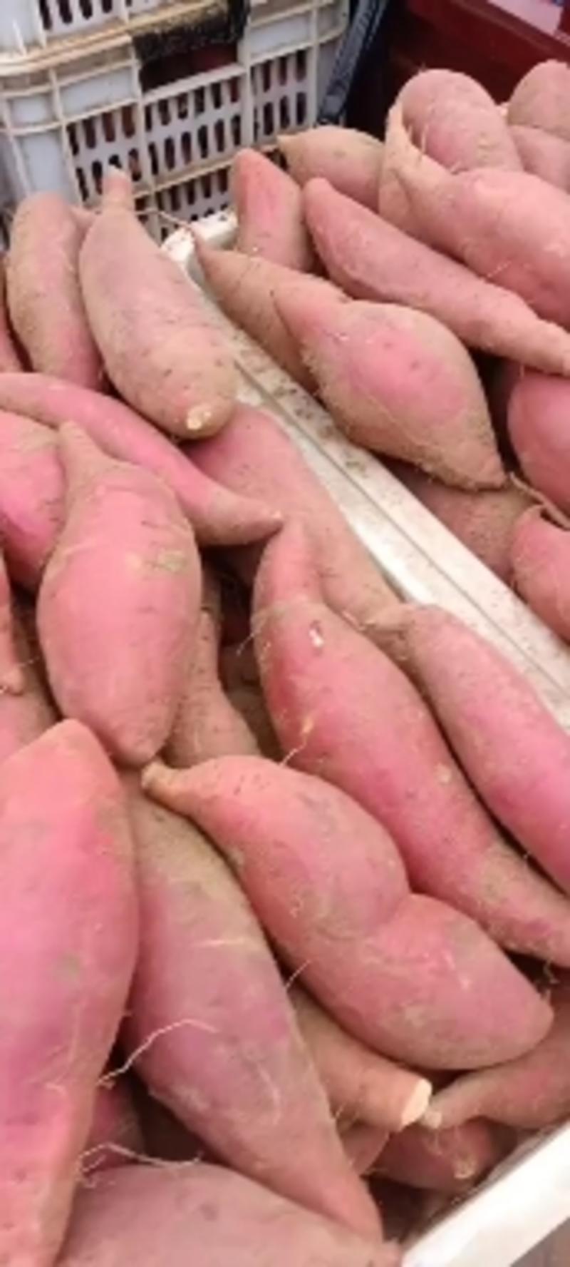 红薯产地现货，大量精品推荐济薯26品种齐全沙土红薯