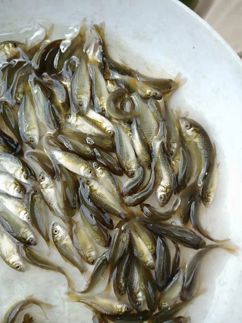 建鲤鲤鱼苗，品种优良，抗病力强，生长速度快，有较大经济