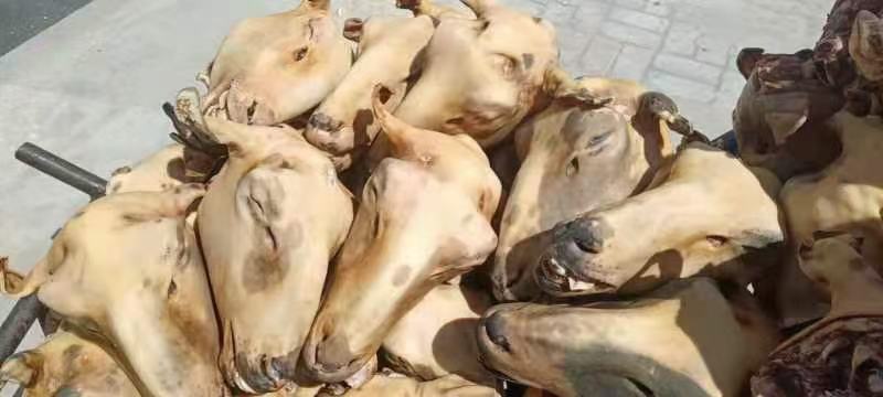 内蒙古锡林浩特火燎草地绵羊白头、花头，各种规格，都有现货