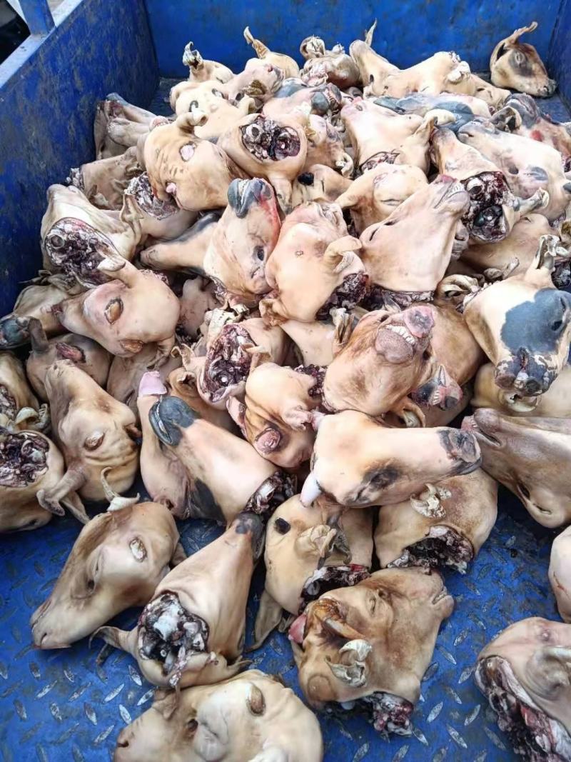 内蒙古锡林浩特火燎草地绵羊白头、花头，各种规格，都有现货