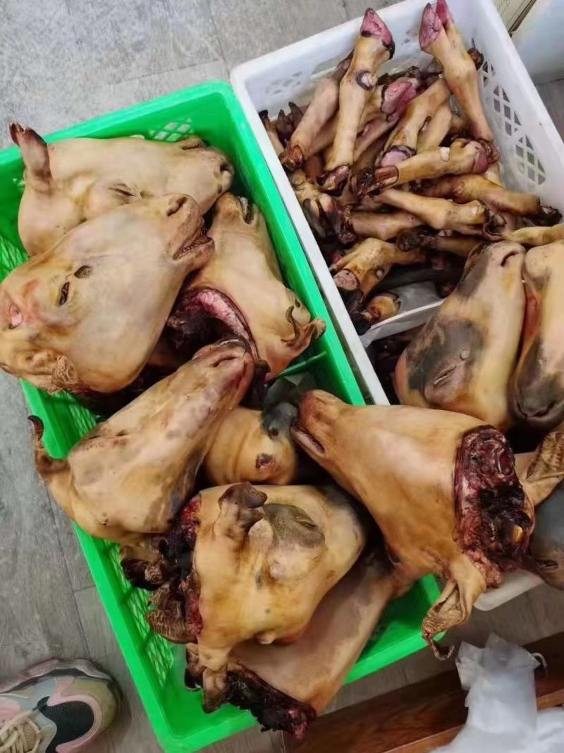 内蒙古锡林浩特火燎草地绵羊白头、花头，各种规格，都有现货
