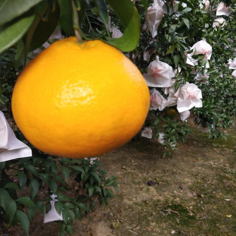 耙耙柑大量有货，基地直销一手货源量大从优，果园直销