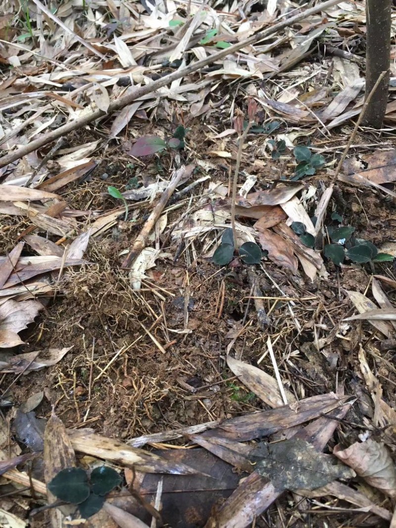 福建野生金线莲