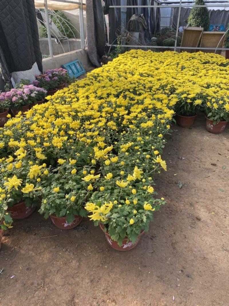 大菊花自产自销大菊花价格种植基地。300万处理