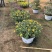 大菊花自产自销大菊花价格种植基地。300万处理