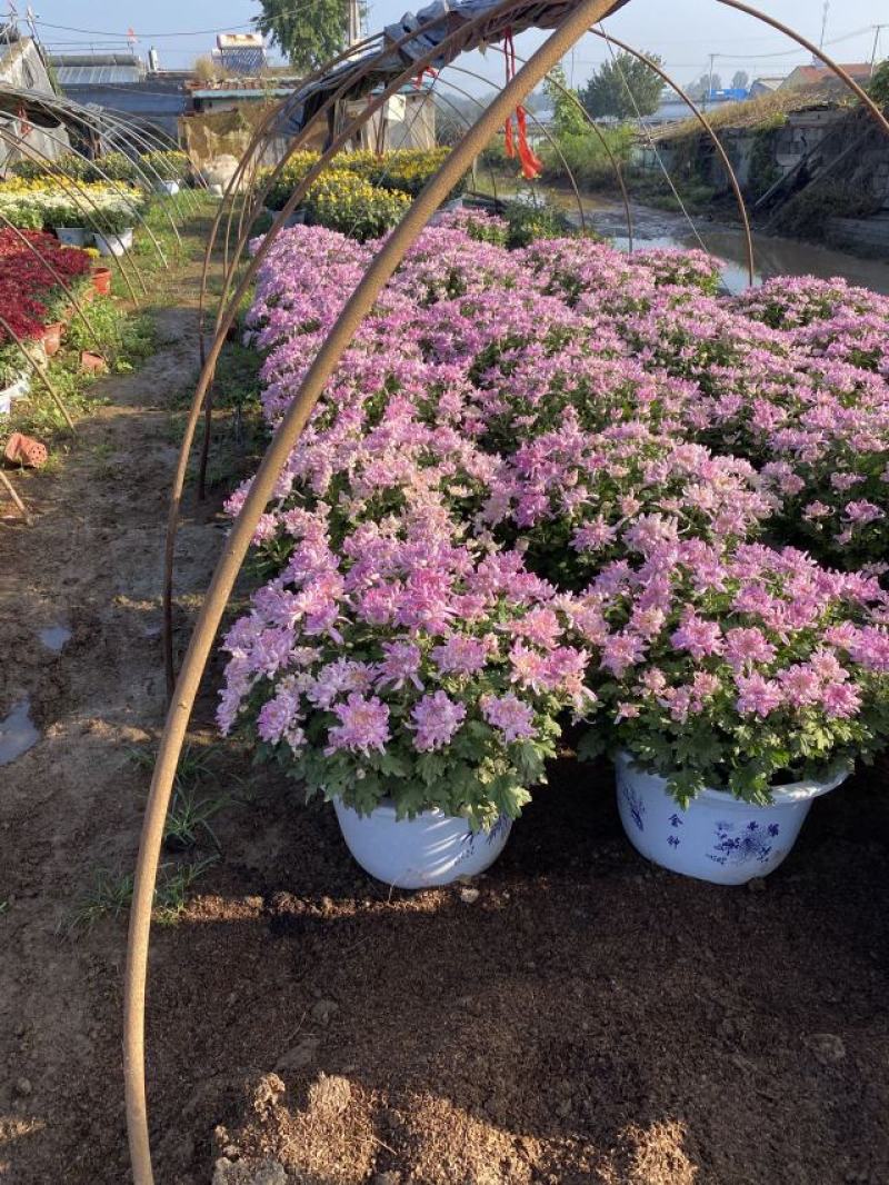 大菊花自产自销大菊花价格种植基地。300万处理