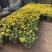大菊花自产自销大菊花价格种植基地。300万处理