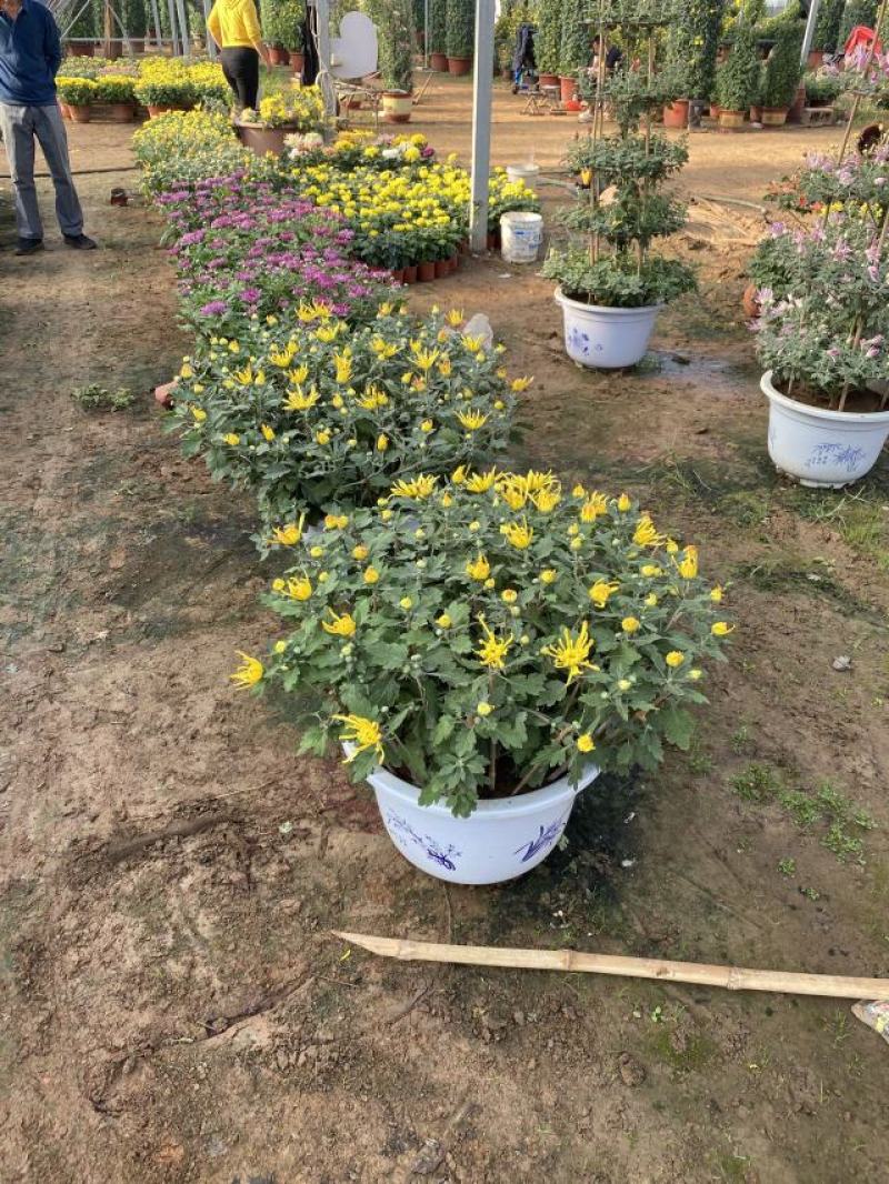 大菊花自产自销大菊花价格种植基地。300万处理