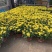 大菊花自产自销大菊花价格种植基地。300万处理