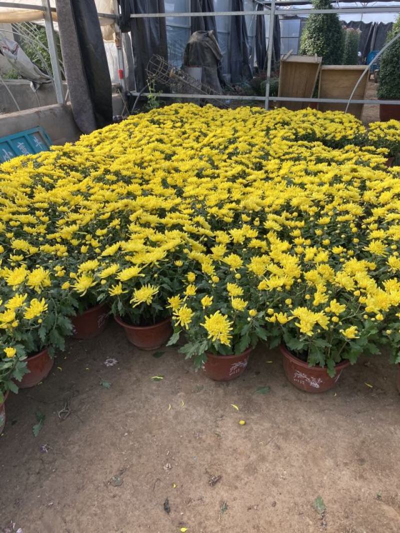 大菊花自产自销大菊花价格种植基地。300万处理