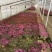球菊自产自销球菊种植基地。300万低价出售