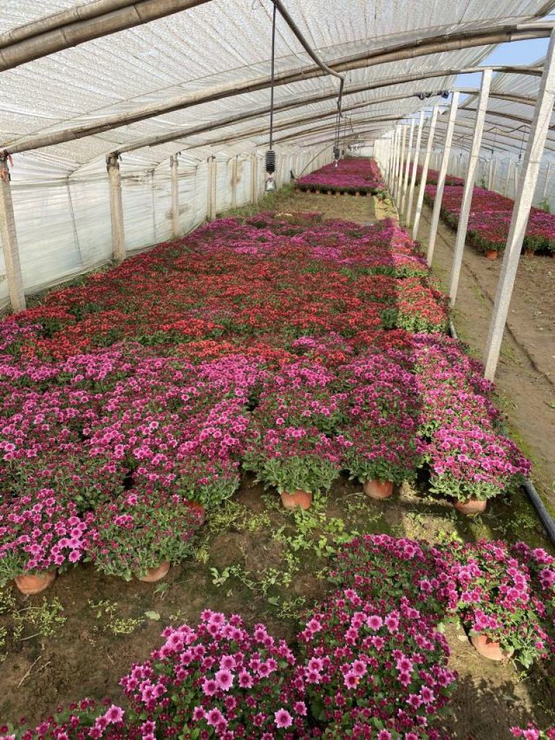 球菊自产自销球菊种植基地。300万低价出售