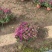 球菊自产自销球菊种植基地。300万低价出售