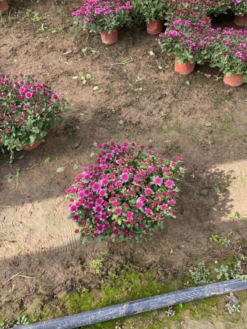 球菊自产自销球菊种植基地。300万低价出售