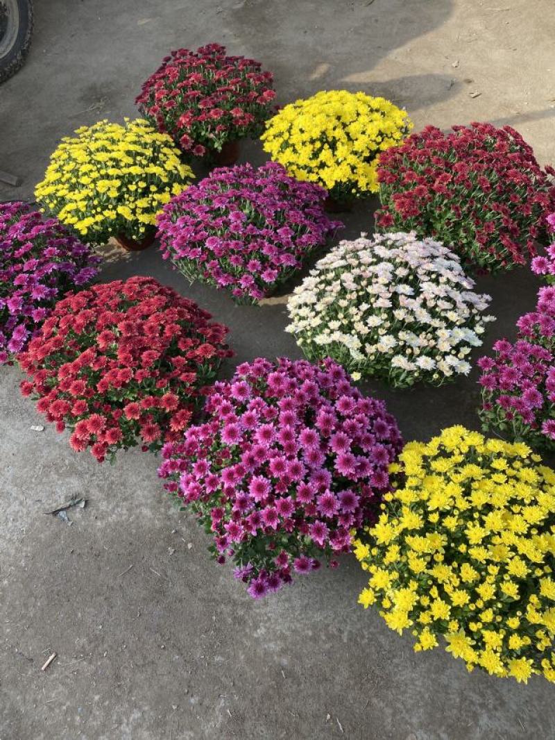 球菊自产自销球菊种植基地。300万低价出售