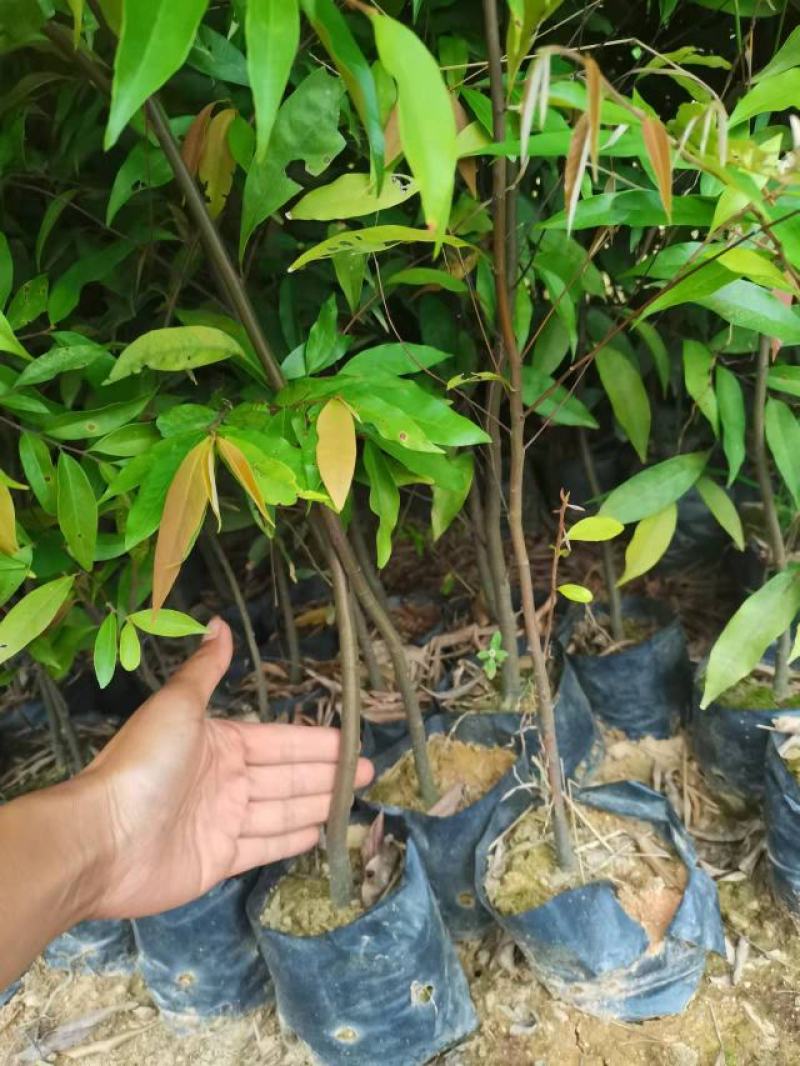 红椎米椎，绿化苗木规格齐全诚信经营量大从优
