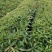 木荷，绿化苗木规格齐全诚信经营量大从优