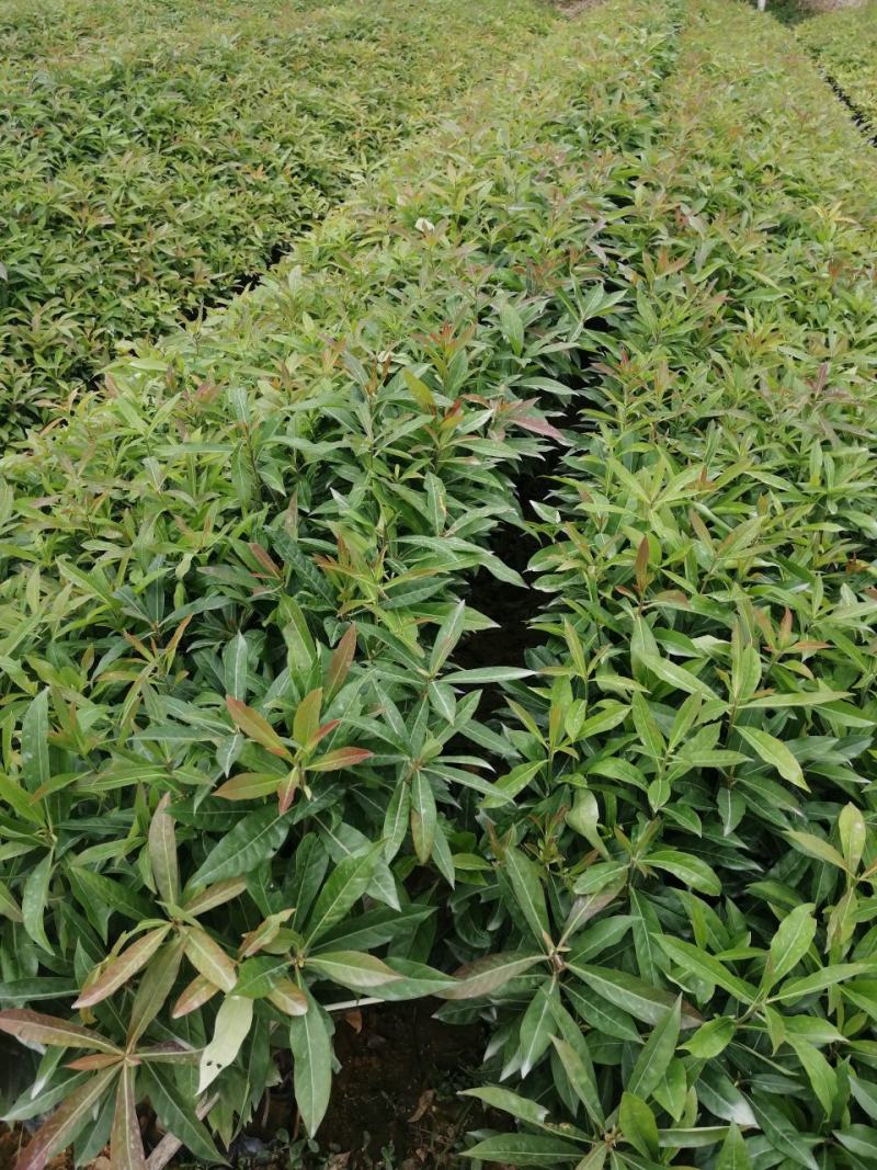 木荷，绿化苗木规格齐全诚信经营量大从优