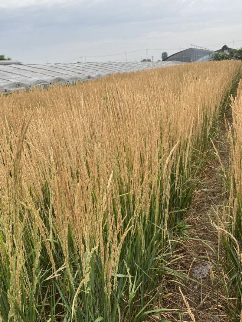 卡尔拂子茅自产自销卡尔拂子茅种植基地500万拂子茅